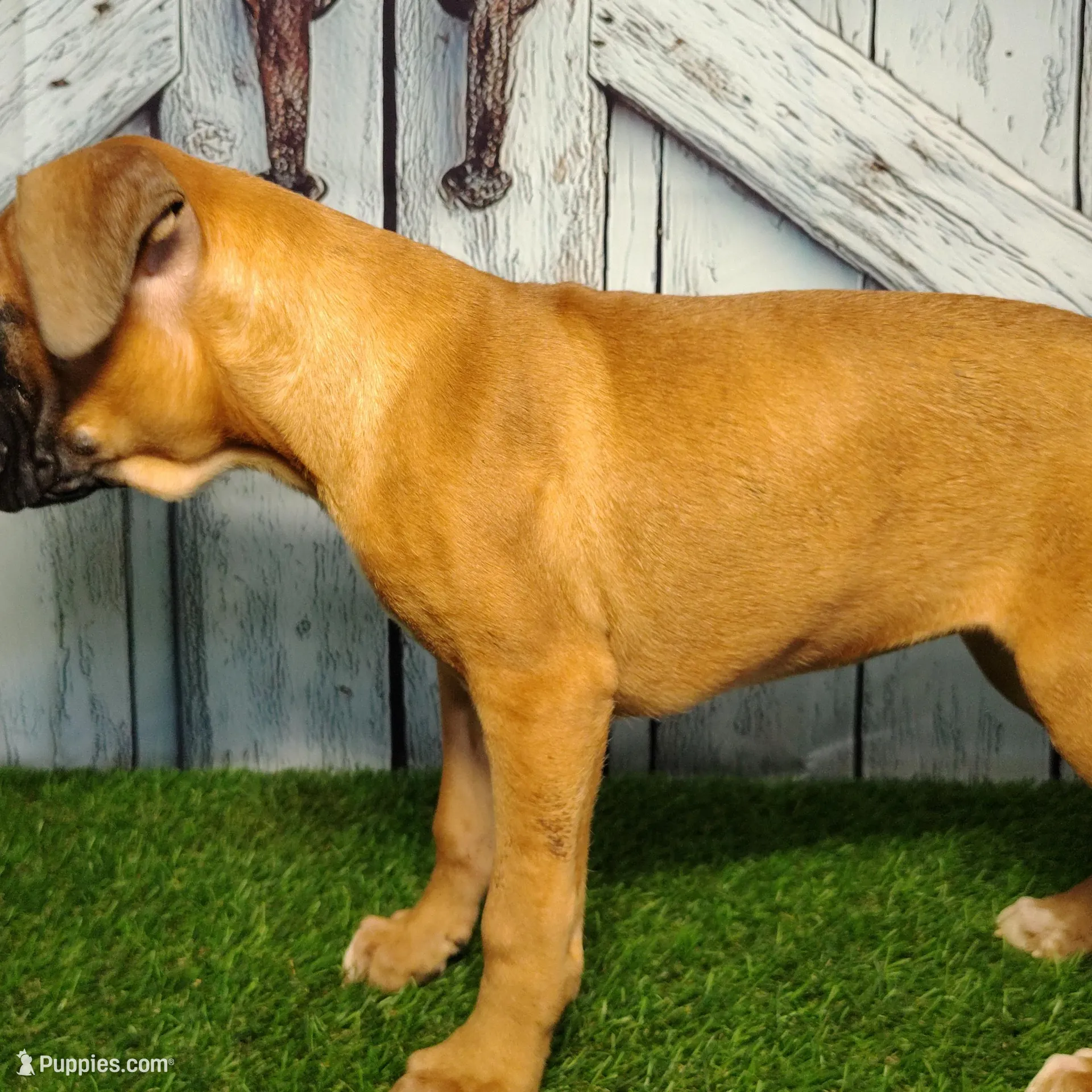 Raven, a female Boxer for sale in Woodburn, IN – Photo 2 of 2