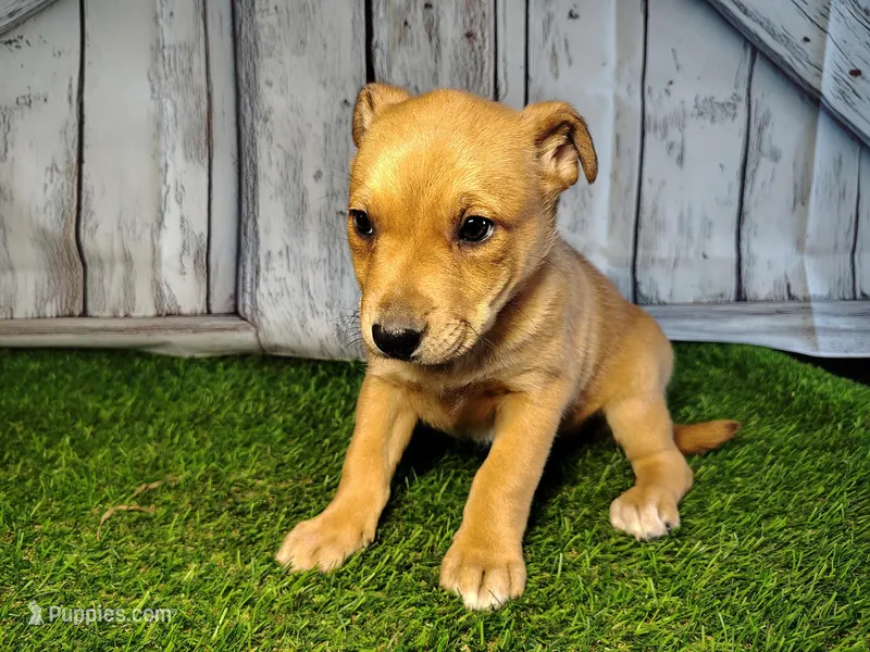Lila – Australian Cattle Dog, German Shepherd Dog puppy for sale in Woodburn, IN