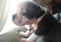 Lettie, a female Olde English Bulldogge for sale in Woodburn, IN – 6 of 10