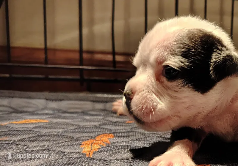 Lettie – Olde English Bulldogge puppy for sale in Woodburn, IN