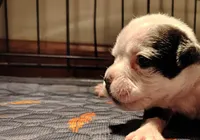 Lettie, a female Olde English Bulldogge for sale in Woodburn, IN – Photo 1 of 4