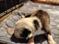 Lettie, a female Olde English Bulldogge for sale in Woodburn, IN – Photo 3 of 4