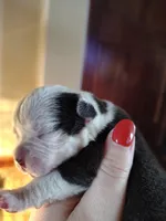Lettie, a female Olde English Bulldogge for sale in Woodburn, IN – Photo 2 of 4