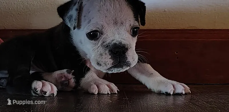 Lettie – Olde English Bulldogge puppy for sale in Woodburn, IN