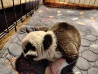 Lettie, a female Olde English Bulldogge for sale in Woodburn, IN – Photo 4 of 4