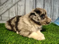 Parker, a male Miniature Australian Shepherd for sale in Woodburn, IN – Photo 6 of 6