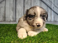 Parker, a male Miniature Australian Shepherd for sale in Woodburn, IN – Photo 4 of 6