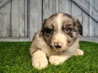 Parker, a male Miniature Australian Shepherd for sale in Woodburn, IN – Photo 5 of 6
