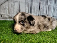 Parker, a male Miniature Australian Shepherd for sale in Woodburn, IN – Photo 2 of 6