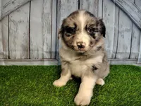 Parker, a male Miniature Australian Shepherd for sale in Woodburn, IN – Photo 3 of 6