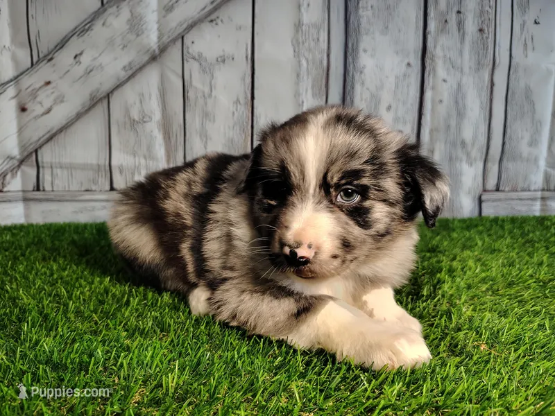 Parker – Miniature Australian Shepherd puppy for sale in Woodburn, IN