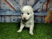 processed/2e0c781c-137b-45e9-b35c-f46ae3b52ab0/listing/935e21c5-711f-4247-b1b5-fc45abf9348b/33d2e8ed-5b46-4524-8e77-6ccd079c1754