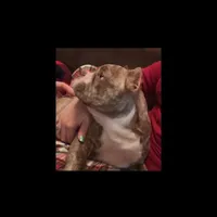 Fifi, a female Shorty Bull for sale in Woodburn, IN – Photo 1 of 3