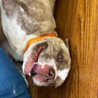 Fifi, a female Shorty Bull for sale in Woodburn, IN – Photo 3 of 3
