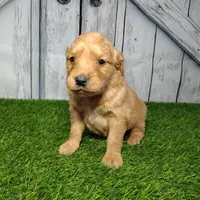 Nash, a male Golden Retriever for sale in Woodburn, IN – Photo 3 of 3