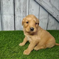 Nash, a male Golden Retriever for sale in Woodburn, IN – Photo 1 of 3