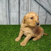 Nash, a male Golden Retriever for sale in Woodburn, IN – Photo 2 of 3
