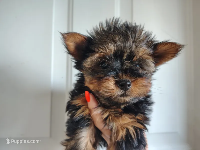 Veda – Yorkshire Terrier puppy for sale in Woodburn, IN