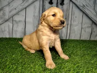 Nova, a female Golden Retriever for sale in Woodburn, IN – Photo 2 of 5