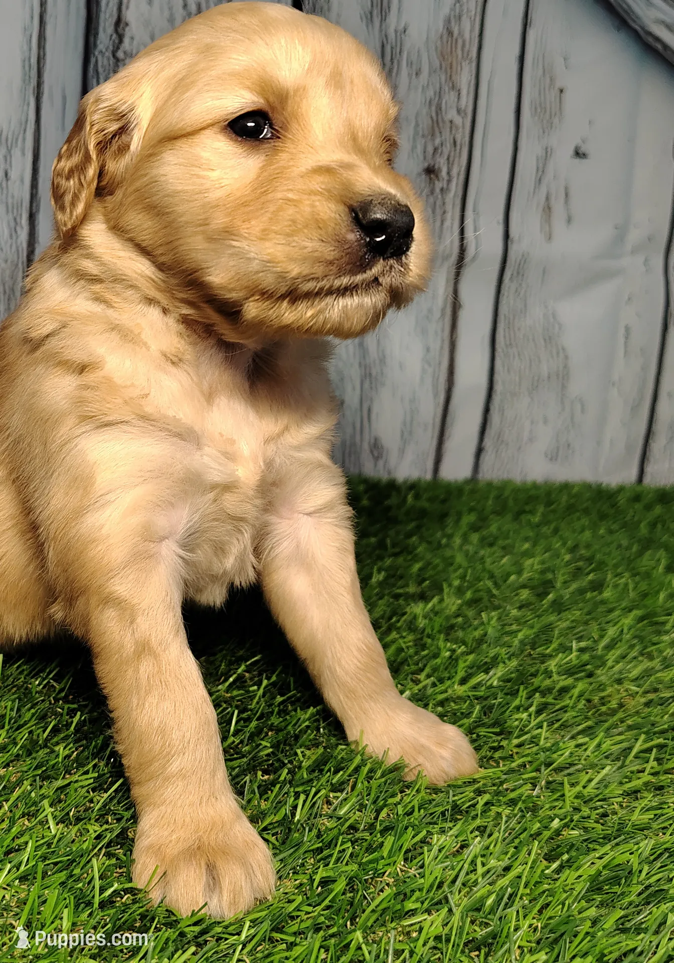Nova, a female Golden Retriever for sale in Woodburn, IN – Photo 5 of 5