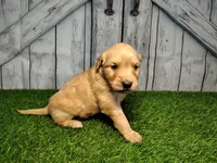 Nova, a female Golden Retriever for sale in Woodburn, IN – Photo 3 of 5