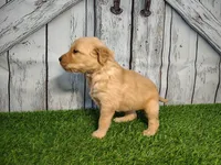 Nova, a female Golden Retriever for sale in Woodburn, IN – Photo 4 of 5