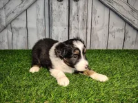 Aria, a female Miniature Australian Shepherd for sale in Woodburn, IN – Photo 2 of 4