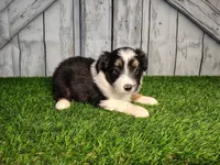 Aria, a female Miniature Australian Shepherd for sale in Woodburn, IN – Photo 3 of 4