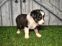 Aria, a female Miniature Australian Shepherd for sale in Woodburn, IN – Photo 4 of 4