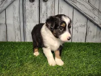 Aria, a female Miniature Australian Shepherd for sale in Woodburn, IN – Photo 1 of 4