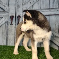 Striker, a male Siberian Husky for sale in Woodburn, IN – Photo 2 of 4