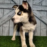 Striker, a male Siberian Husky for sale in Woodburn, IN – Photo 1 of 4