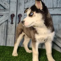 Striker, a male Siberian Husky for sale in Woodburn, IN – Photo 4 of 4