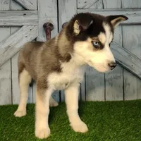 Striker, a male Siberian Husky for sale in Woodburn, IN – Photo 3 of 4