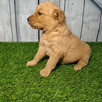 Nora, a female Golden Retriever for sale in Woodburn, IN – Photo 2 of 3