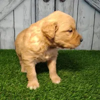 Nora, a female Golden Retriever for sale in Woodburn, IN – Photo 3 of 3