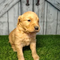 Nora, a female Golden Retriever for sale in Woodburn, IN – Photo 1 of 3