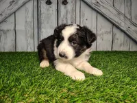 Athena , a female Miniature Australian Shepherd for sale in Woodburn, IN – Photo 4 of 4