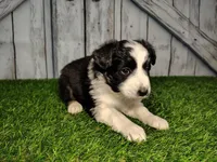 Athena , a female Miniature Australian Shepherd for sale in Woodburn, IN – Photo 3 of 4
