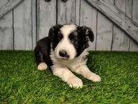 Athena , a female Miniature Australian Shepherd for sale in Woodburn, IN – Photo 1 of 4
