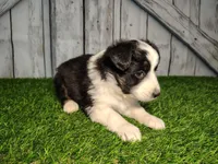 Athena , a female Miniature Australian Shepherd for sale in Woodburn, IN – Photo 2 of 4