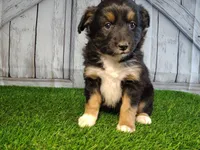 Piper, a female Miniature Australian Shepherd for sale in Woodburn, IN – Photo 3 of 4