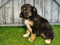 Piper, a female Miniature Australian Shepherd for sale in Woodburn, IN – Photo 2 of 4
