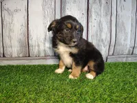 Piper, a female Miniature Australian Shepherd for sale in Woodburn, IN – Photo 4 of 4
