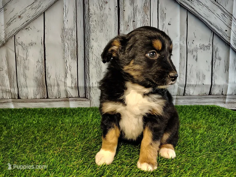 Piper – Miniature Australian Shepherd puppy for sale in Woodburn, IN