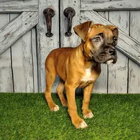 Rosie, a female Boxer for sale in Woodburn, IN – Photo 2 of 2