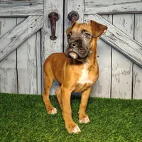 Rosie, a female Boxer for sale in Woodburn, IN – Photo 1 of 2