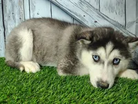 Veda, a female Siberian Husky for sale in Woodburn, IN – Photo 2 of 3