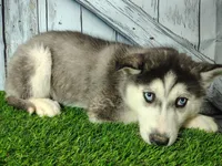 Veda, a female Siberian Husky for sale in Woodburn, IN – Photo 3 of 3