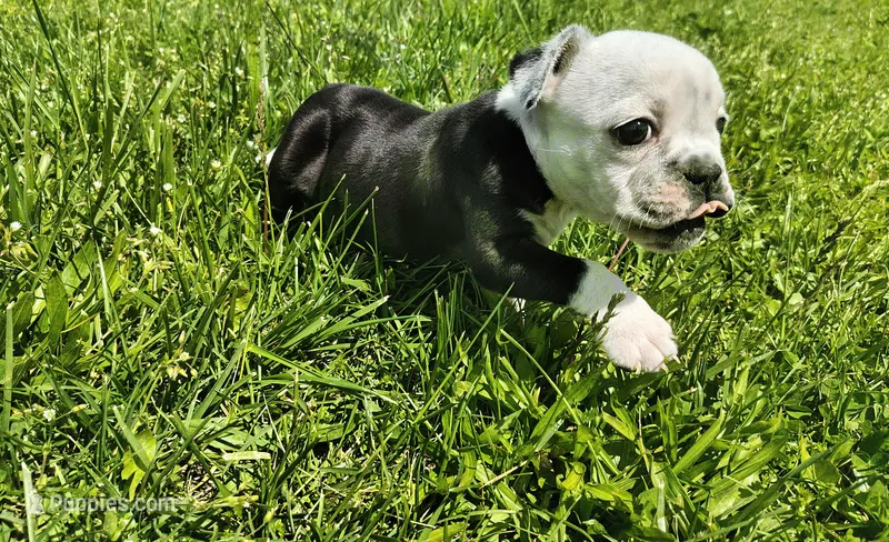 Lettie – Olde English Bulldogge puppy for sale in Woodburn, IN